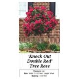2 Red Double Knock Out Rose Trees