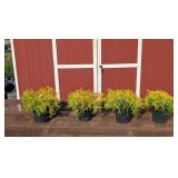 4 Gold Mop Cypress Plants