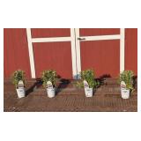 4 Dwarf Lavender Bee Balm Plants