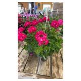 Large Hot Rose Geranium Hanging Basket