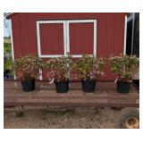4 Evergreen Hardy Purple Lavender Azalea Plants
