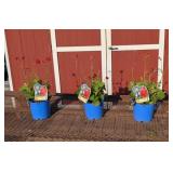 3 Red Scarlet Tempest Grecian Rose Geum Plants