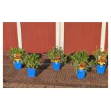5 Dwarf Arizona Sun Blanket Flower Plants