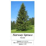 3 Norway Spruce Plants