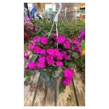 Vigorous Purple Impatiens Hanging Basket
