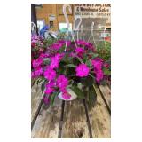 Vigorous Purple Impatiens Hanging Basket