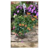 Mixed Hanging Basket