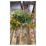 Mixed Hanging Basket