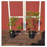 2 Elderberry Plants- Pollinator Pair