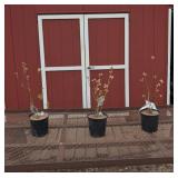 3 Big Chandler Blueberry Plants