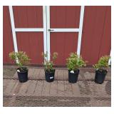 4 Big Bonus Blueberry Plants