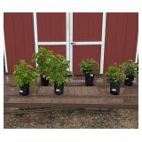 Berry Patch Assortment-Red Raspberry & Thornless B