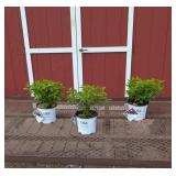 3 Quick Fire Sun Fab Hydrangea Plants