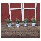 4 Cranberry Cocktail Dianthus Plants