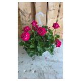 Large Hot Rose Geranium Hanging Basket