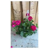 Large Hot Rose Geranium Hanging Basket