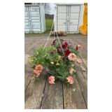 Mixed Hanging Basket
