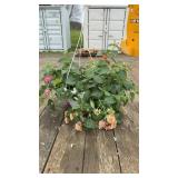 Strawberry Daiquiri Mix Impatiens Hanging Basket