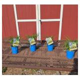 4 Rebloomer Yellow Happy Returns Daylily Plants