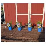 4 Rose-Purple Miss Apple Siberian Iris Plants