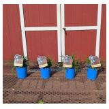 4 Rebloomer Red Pardon Me Daylily Plants