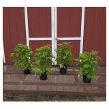 4 Everbearing Heritage Red Raspberry Plants