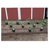 12 Everbearing Sweet Kiss Strawberry Plants