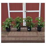 4 Thornless Triple Crown Blackberry Plants