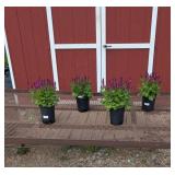 4 Rose Marvel Salvia Sage Plants