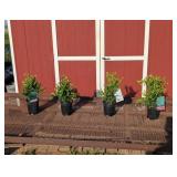 4 Green Mountain Boxwood Plants