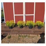 4 Gold Mop Cypress Plants