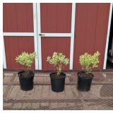 3 Variegated Ivory Halo Redtwig Dogwood Bush Plant
