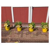 4 Annual Mosquito Citronella Plants