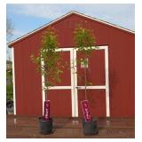 2 Sweet Kieffer Pear Trees