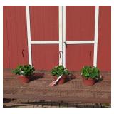 3 Everbearing Eversweet Strawberry Plants w/ Hangi