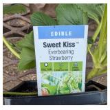 12 Everbearing Sweet Kiss Strawberry Plants