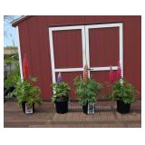 4 Colorful Collection of Super Duper Lupine Plants