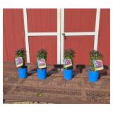 4 Dwarf Rocking Raspberry Bee Balm Plants