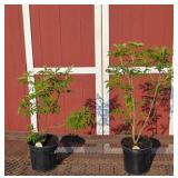 2 Elderberry Plants-Pollinator Pair