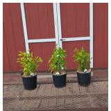 3 Fragrant Bi-Color Sensation Purple Lilac Plants