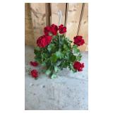 Calliope Dark Red Geranium Hanging Basket