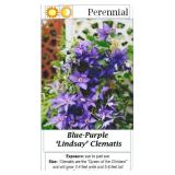 3 Blue-Purple Lindsay Clematis Vine Plants