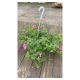 Pink Petunia Hanging Basket