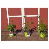 3 Double Red Knock Out Rose Plants