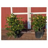 2 Rosy Lavender Elegant Rhododendron Plants