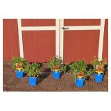 5 Dwarf Arizon Sun Blanket Flower Plants