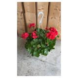 Orange Splash Geranium Hanging Basket