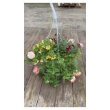 Mixed Hanging Basket