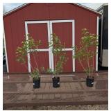 3 Fragrant Sweetheart Pink Lilac Plants