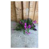 Petunia Hanging Basket